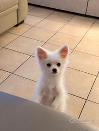 Cucciolo Pomerania x Chihuahua