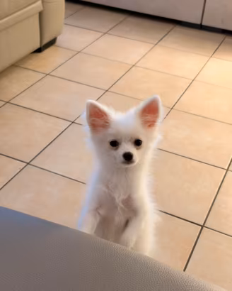 Cucciolo Pomerania x Chihuahua