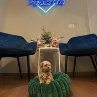 Cuccioli Maltipoo toy mini albicocca