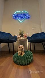 Cuccioli Maltipoo toy mini albicocca