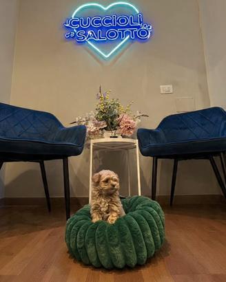 Cuccioli Maltipoo toy mini albicocca