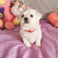 Cuccioli Maltesi toy