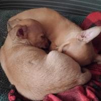Cuccioli di Chiwawa