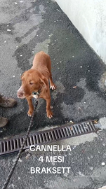 Braksett cucciola disponibile