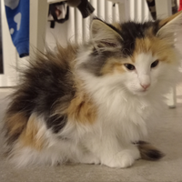 Gatto Norvegese delle foreste