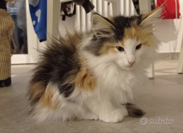 Gatto Norvegese delle foreste