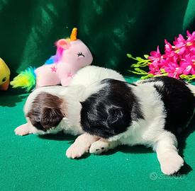 Cuccioli di Shihtzu