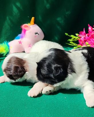Cuccioli di Shihtzu