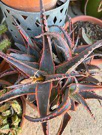 Aloe aculeata Jurassic Dragon