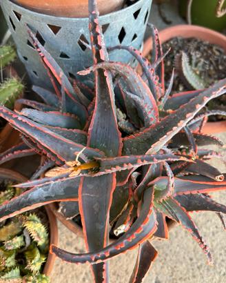 Aloe aculeata Jurassic Dragon