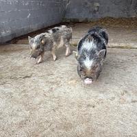 Maialino nano americano