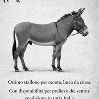 Asino per monte