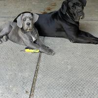 Cuccioli di Cane Corso