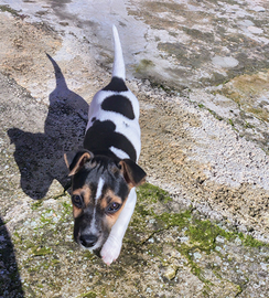 Cucciolo jack russel