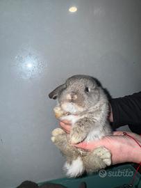 Coniglio ariete nano mini loop blu fata perlato