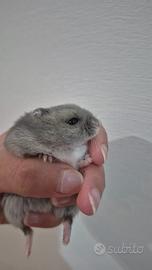 Criceto