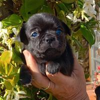 Chihuahua femmina pelo corto