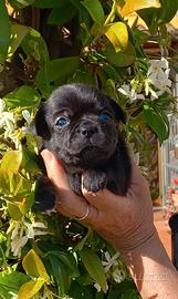 Chihuahua femmina pelo corto