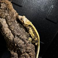 Geko crestato