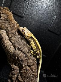Geko crestato