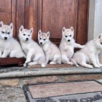 Cuccioli di Siberian Husky