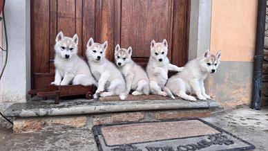 Cuccioli di Siberian Husky
