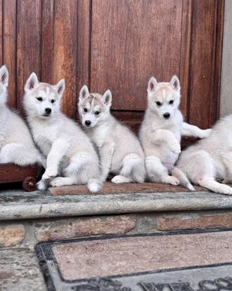 Cuccioli di Siberian Husky