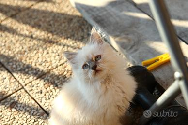Gattino meticcio siberiano