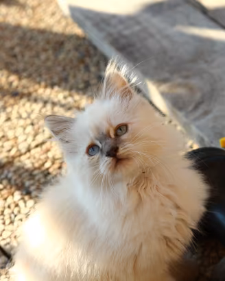 Gattino meticcio siberiano