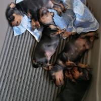 Cuccioli di Pinscher Toy