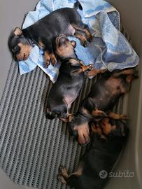 Cuccioli di Pinscher Toy