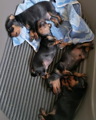 Cuccioli di Pinscher Toy