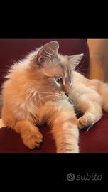 Dolce Siamese adulto in adozione