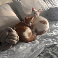 Due Gatti