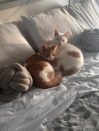 Due Gatti