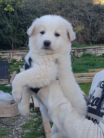 Cuccioli di pastore maremmano abruzzese