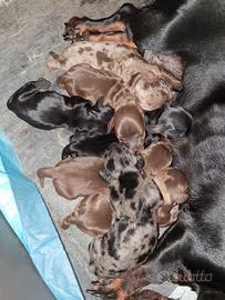 Cuccioli Bassotto tedesco