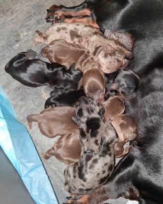 Cuccioli Bassotto tedesco