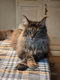 Femmina maine coon