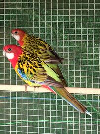 Pappagallo