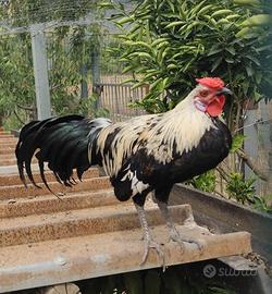 Galletti da esposizione