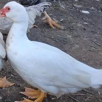 3 Anatre mute (2femmine è un maschio a 60)