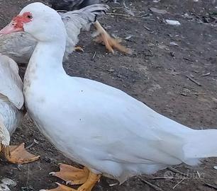 3 Anatre mute (2femmine è un maschio a 60)