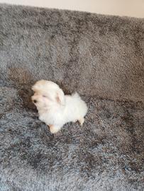 Cuccioli maltese Toy