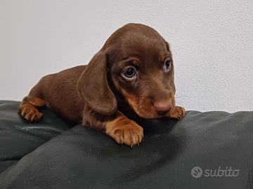 Bassotto Nano Cioccolato maschio