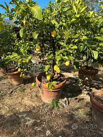 Pianta di limone adulta in vaso di terracotta