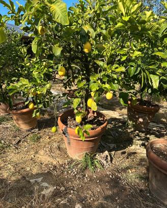 Pianta di limone adulta in vaso di terracotta