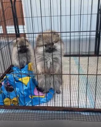 Spitz Pomerania femmine