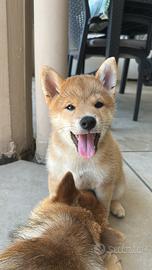 Ultimo cucciolo di Shiba Inu