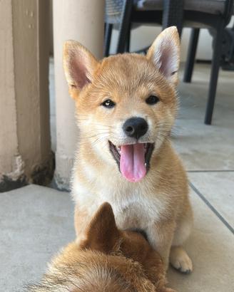 Ultimo cucciolo di Shiba Inu